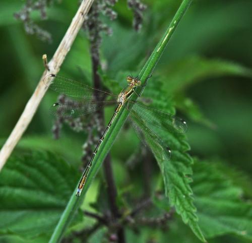 Lestes barbarus